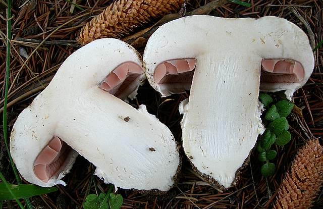 Agaricus pequinii    (Boud.)    Singer